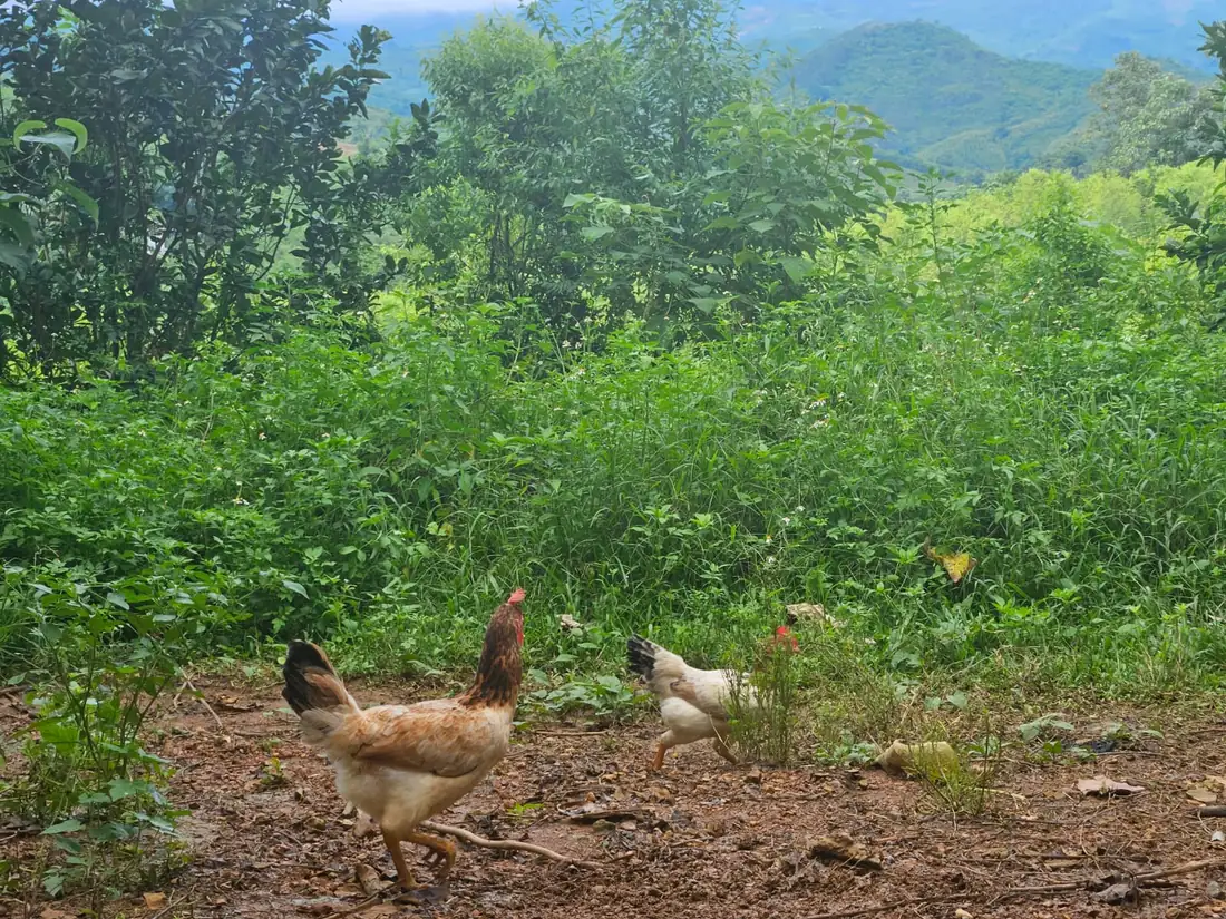 Hai con gà Navahi đi kiếm ăn ở bìa khu chăn thả, nhìn ra đồi núi phía xa