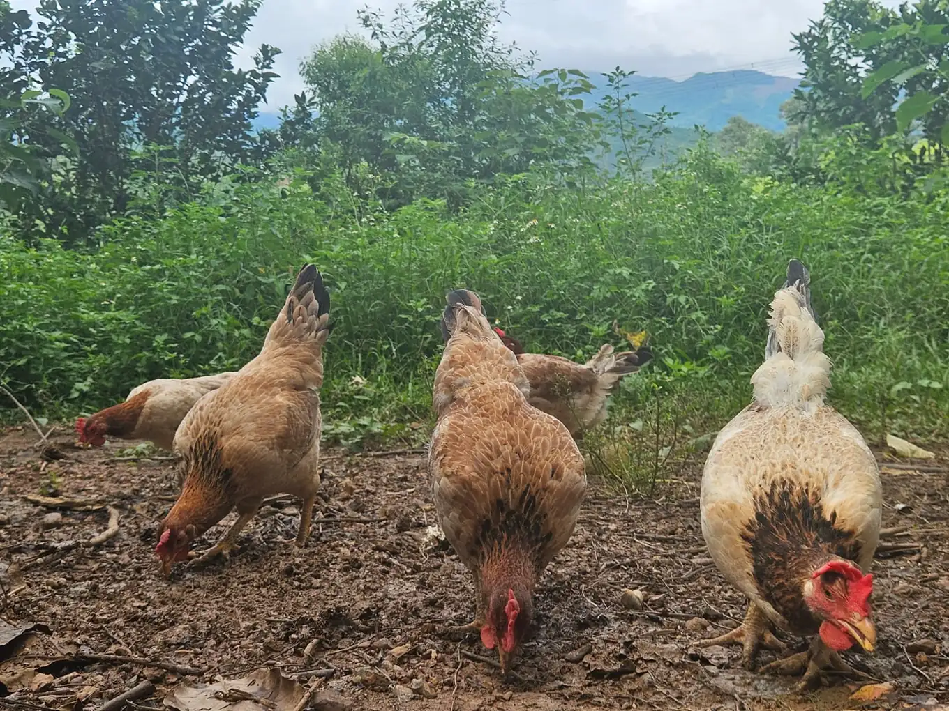 Đàn gà mái Navahi đang cúi kiếm ăn trên nền đất, phía sau là thảm thực vật và đồi núi