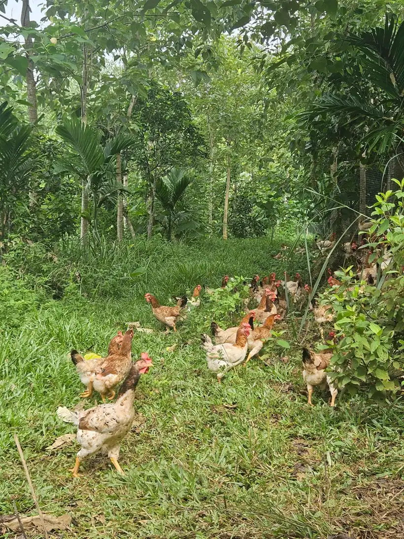 Đàn gà mái Navahi đi lại và kiếm ăn trên thảm thực vật dưới tán cây
