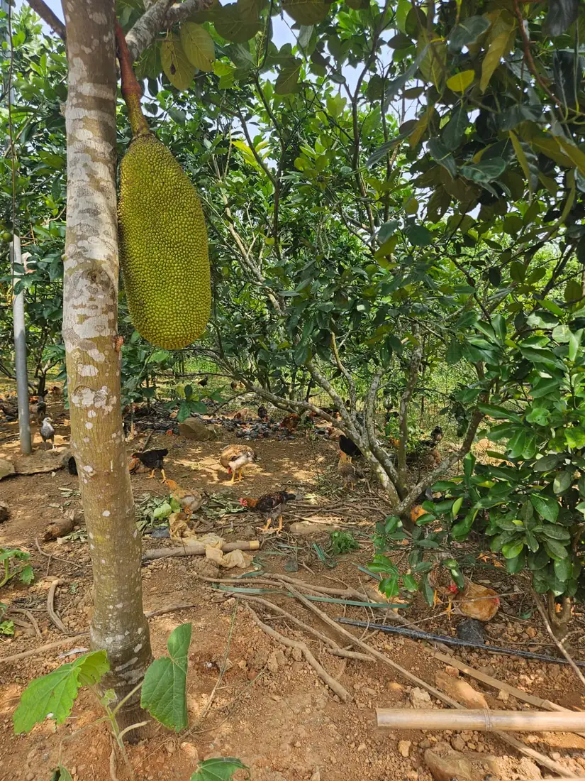 Đàn gà Navahi kiếm ăn dưới tán vườn mít, một quả mít đang treo trên thân cây